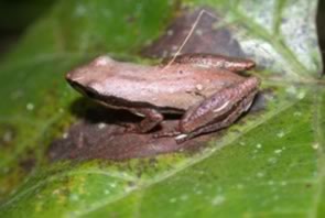 Little Grass Frog - North Carolina